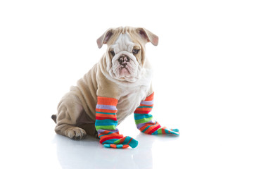 English bulldog puppy is colourful socks isolated