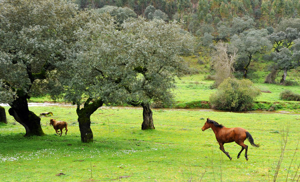 Potro y becerro en el campo
