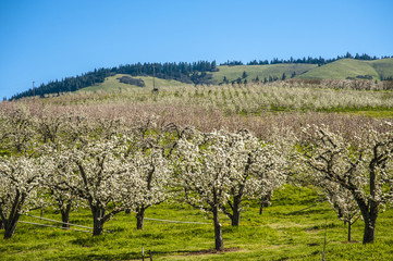 Apple orchards in spring