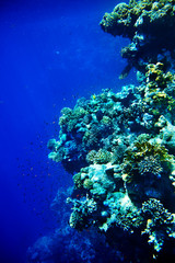 Naklejka na ściany i meble Coral ryba w niebieskim wody.