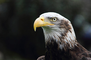American eagle