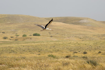 Stork