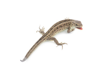 lizard