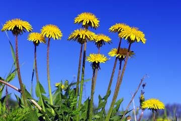 Obraz premium Beautiful spring flowers-dandelions in a wild field.