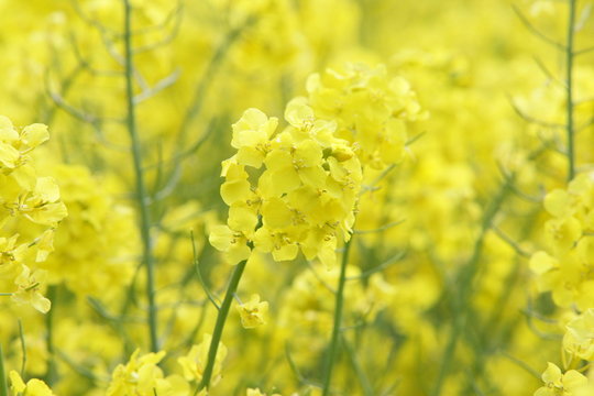 Rape Flower