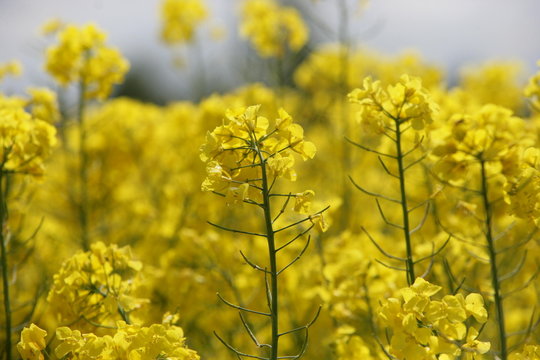 Rape Flower