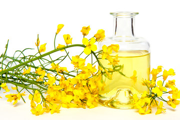 Fresh canola oil