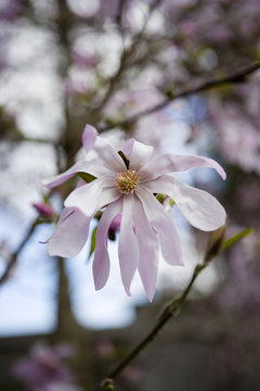 Magnolia Flower