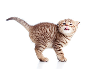 Side view of funny little Scottish fold kitten. Isolated on whit