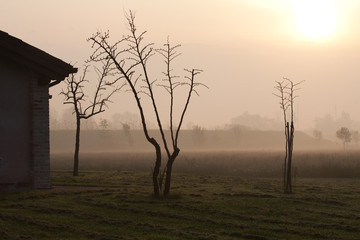 paesaggio della campagna veneta all'alba