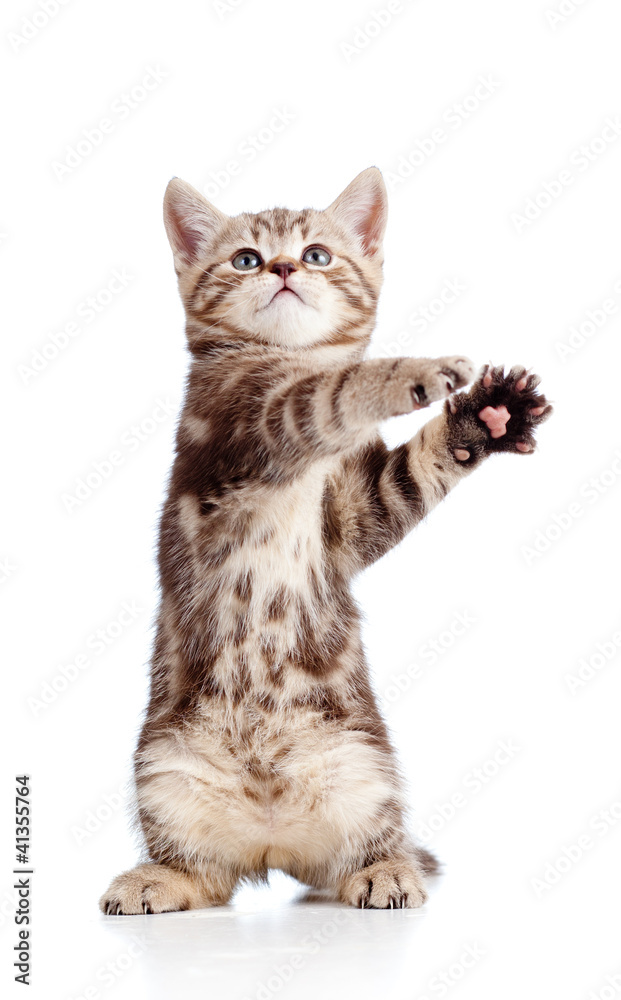 Wall mural funny standing playful kitten isolated on white background