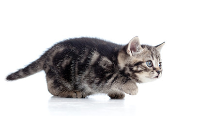 black Scottish kitten slinks isolated on white background © Oksana Kuzmina