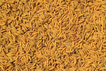 Rice seeds