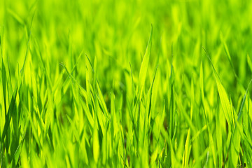 Fototapeta na wymiar Jasny, wibrujący zielona trawa z bliska
