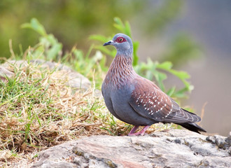Speckled pigeon sitting on the edge of a cliff