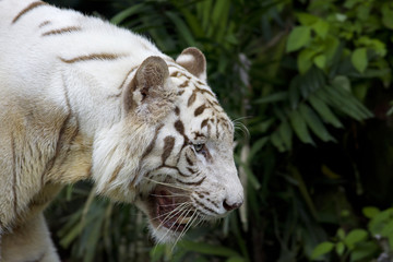 White tiger