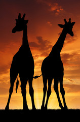 Two giraffes in sunset