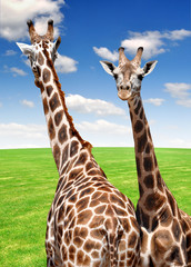 two giraffes