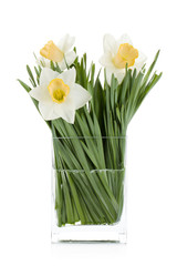 White daffodils