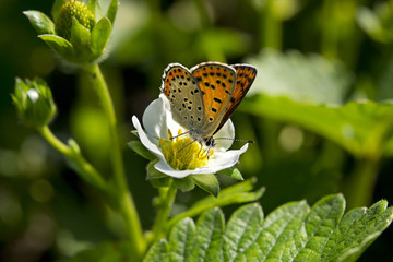 farfalla licenide su fiore di fragola