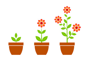 Red flower in flowerpot