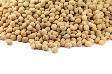 soybean