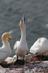 Basst&ouml;lpel (Morus bassanus)