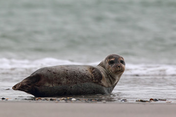 Seehund (Phoca vitulina)