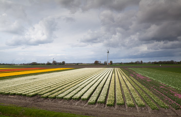 Fototapeta na wymiar Duże pola tulipanów i wiatraki