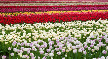 stripes of colorful fields with tulips