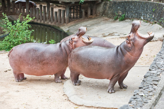 Two hippopotamuses open mouth