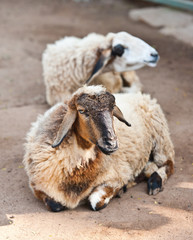 Naklejka premium Brown Sheep