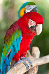 A couple of macaws