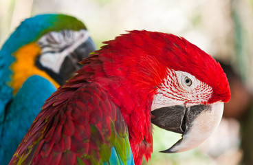 A couple of macaws