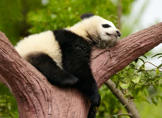 Crédence de cuisine en verre imprimé Panda Bébé panda géant endormi