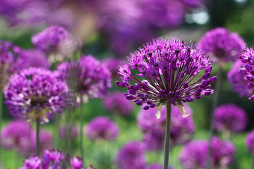 purple Onion Flowers