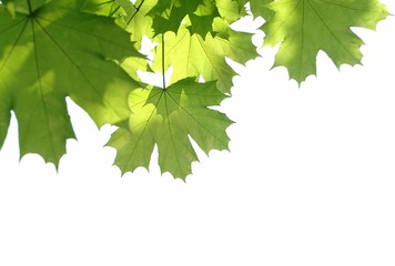 green leaves on a branch in a forest