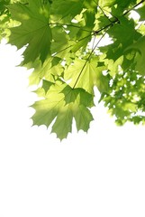 green leaves on a branch in a forest