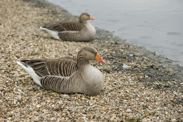 Geese resting on shore