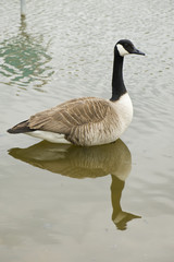 Goose standing in water