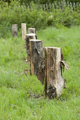 Logs in a row