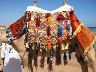 camel seat