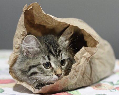 Cucciola buffa in sacchetto del pane