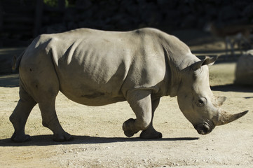 Wildlife and Animals - Rhinoceros