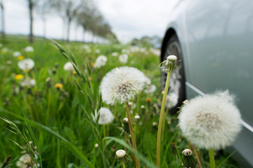 Dandelions in a field along a car