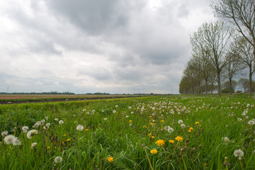 Dandelions in a field in spring