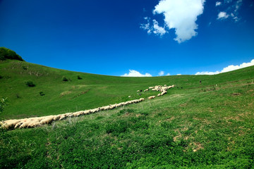 Sheep herd grazing