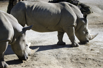 Wildlife and Animals - Rhinoceros