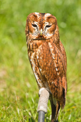 Eurasian Tawny Owl or Strix aluco