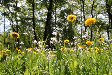 Naturwiese mit Löwenzahnblüten